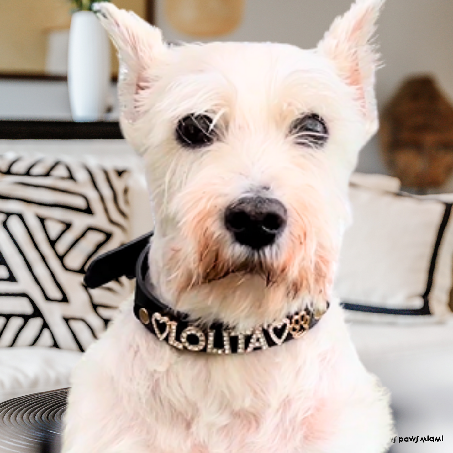 CUSTOM DOG COLLARS WITH STUDDED JEWELRY