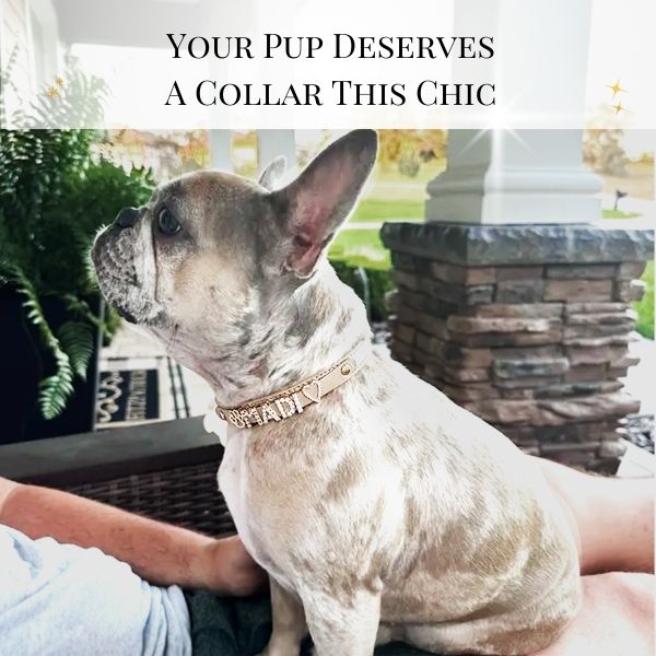 CUSTOM DOG COLLARS WITH STUDDED JEWELRY