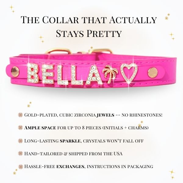 CUSTOM DOG COLLARS WITH STUDDED JEWELRY