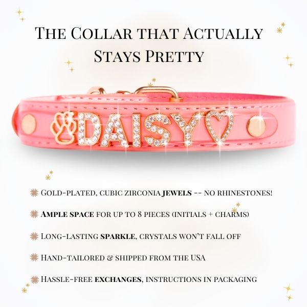 CUSTOM DOG COLLARS WITH STUDDED JEWELRY