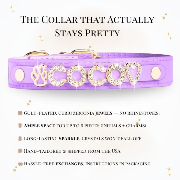 CUSTOM DOG COLLARS WITH STUDDED JEWELRY