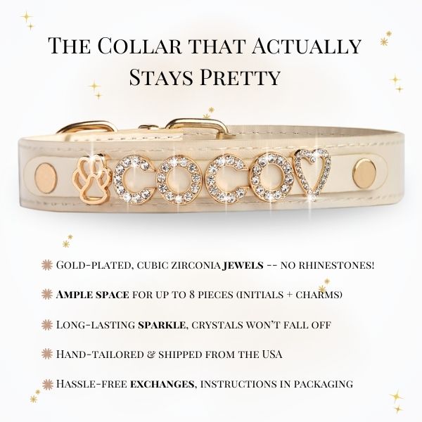 CUSTOM DOG COLLARS WITH STUDDED JEWELRY
