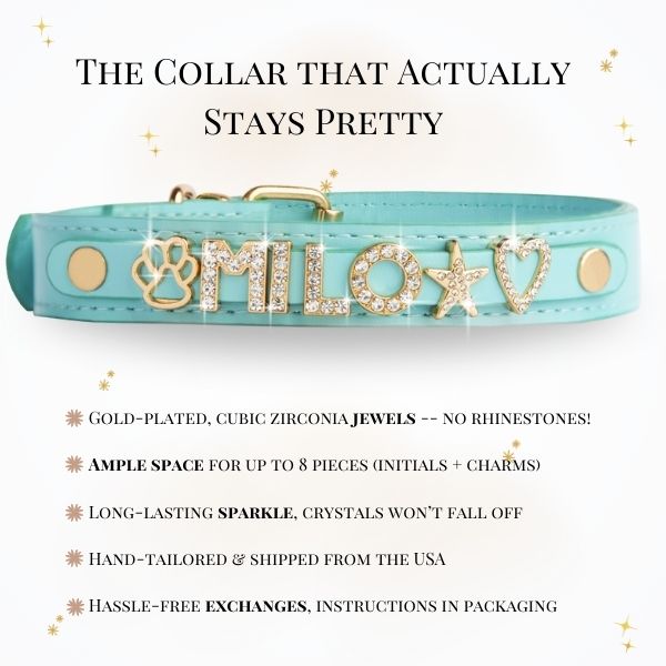 CUSTOM DOG COLLARS WITH STUDDED JEWELRY