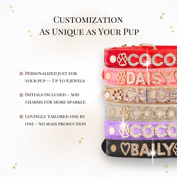 CUSTOM DOG COLLARS WITH STUDDED JEWELRY