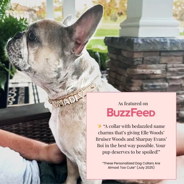 French Bulldog wearing sand-colored personalized dog collar, featured on BuzzFeed, Paws Paws Miami