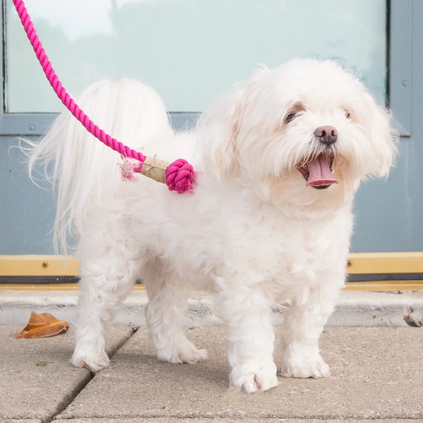 Braided Cotton Leash