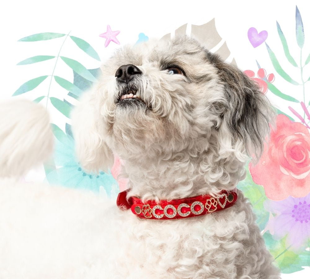 Small dog wearing a pink personalized vegan leather dog collar with gold-plated jewelry