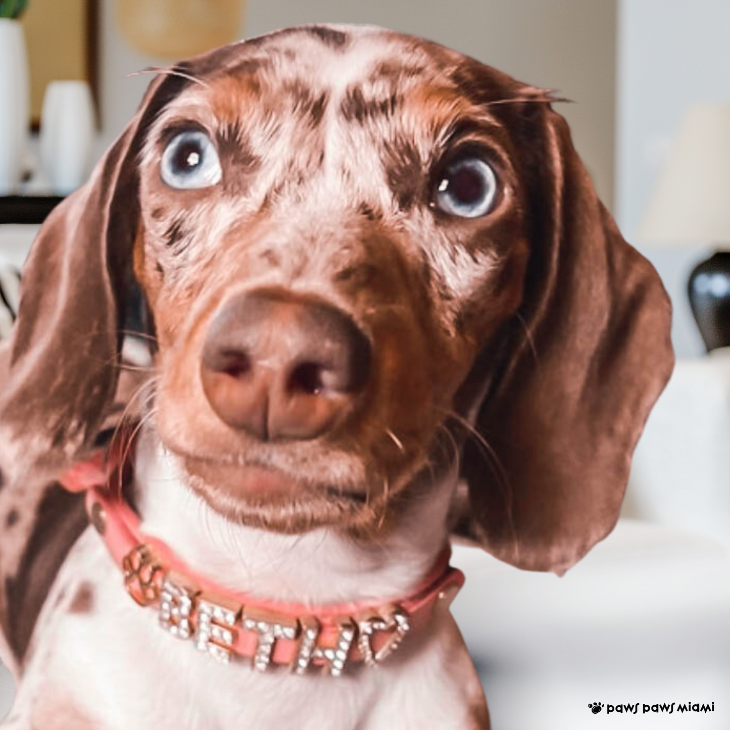 CUSTOM DOG COLLARS WITH STUDDED JEWELRY