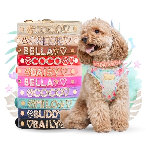 Personalized Sparkle Dog Collar with Name