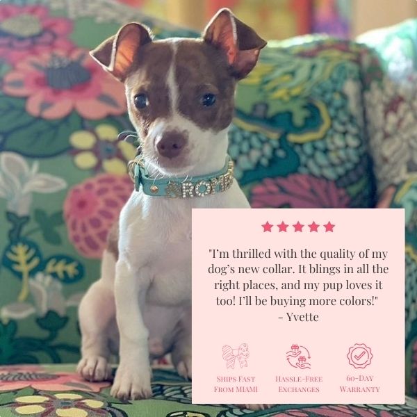 Chihuahua wearing turquoise personalized dog collar, customer testimonial for Paws Paws Miami