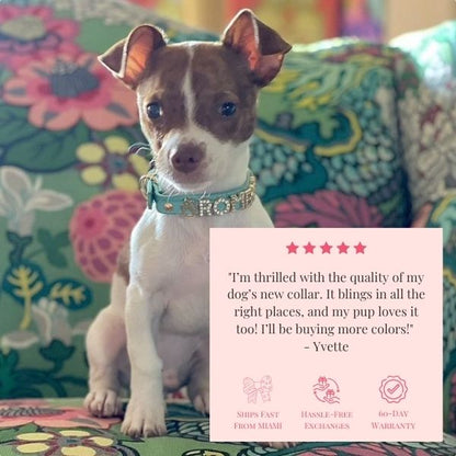 Chihuahua wearing turquoise personalized dog collar, customer testimonial for Paws Paws Miami