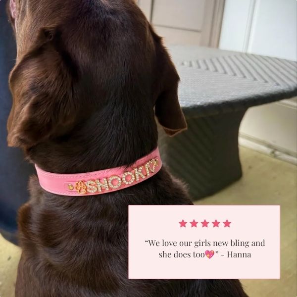 The Personalized Sparkle Collar