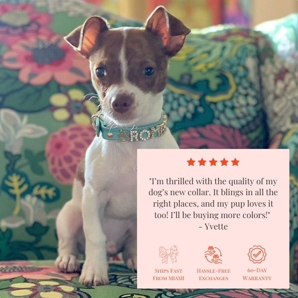 The Personalized Sparkle Collar