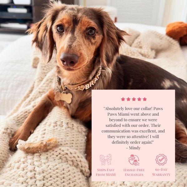 Brown Dachshund wearing gold vegan leather collar, customer review for Paws Paws Miami luxury pet collars