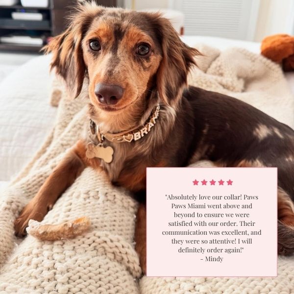 The Personalized Sparkle Collar