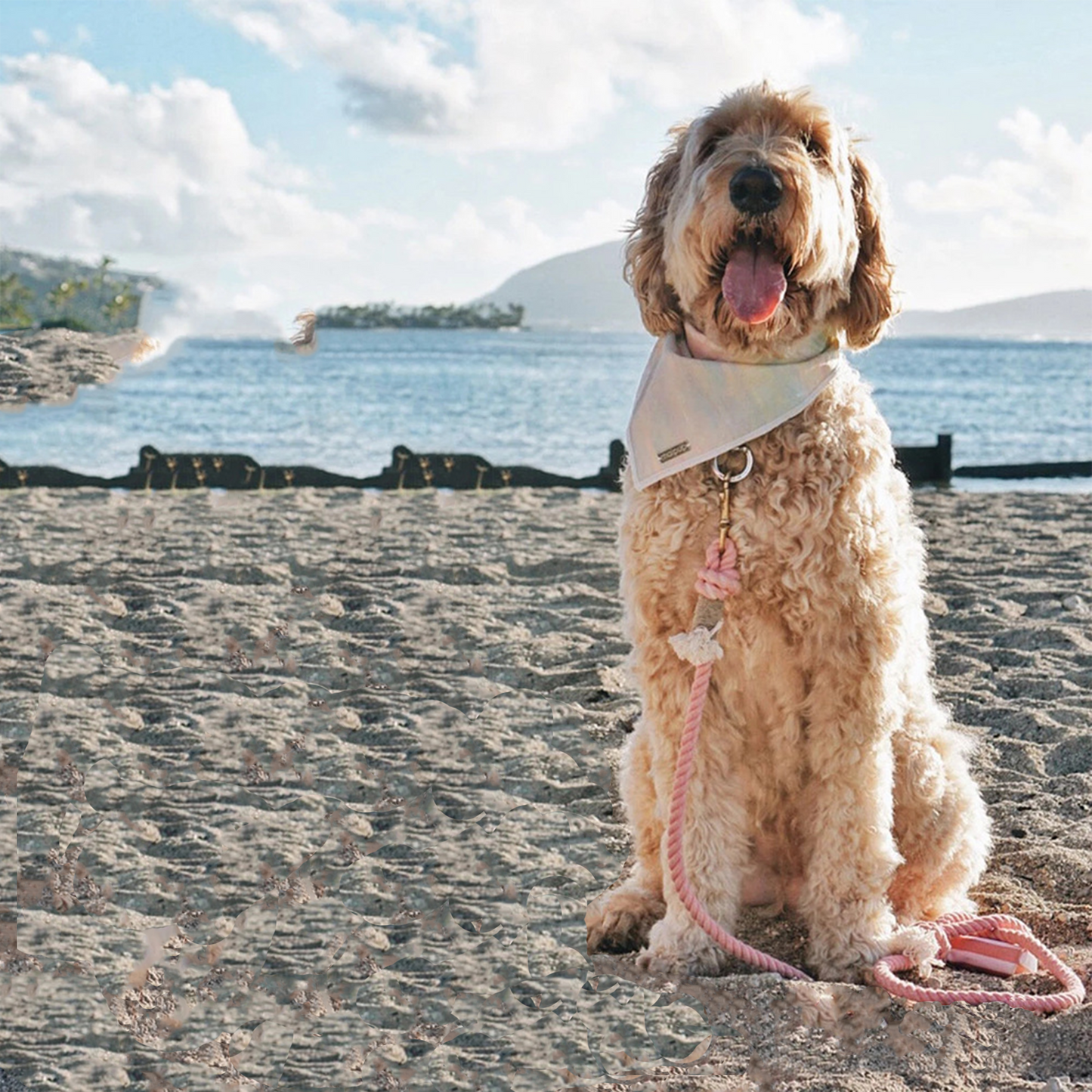 Braided Cotton Leash