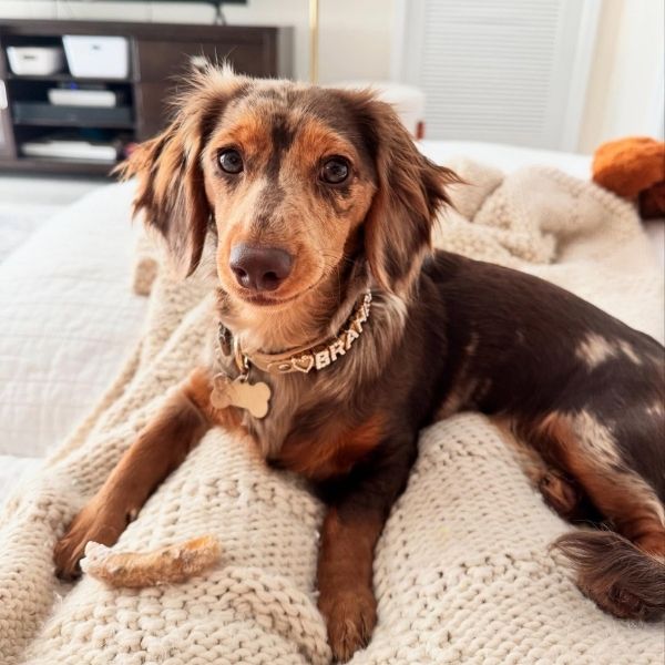 Brown and tan long-haired dachshund dog wearing a personalized Paws Paws Miami collar, relaxing on a cream knit blanket