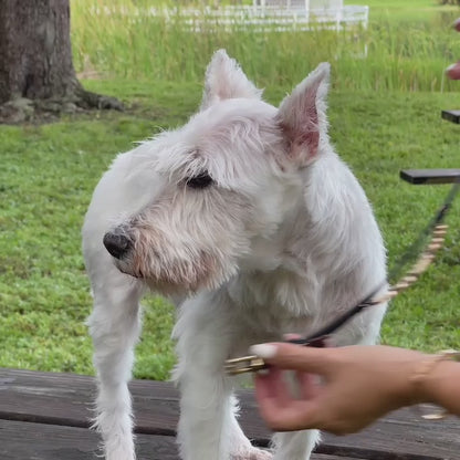 The Personalized Sparkle Collar
