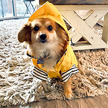 Rainy Day Pup Protector